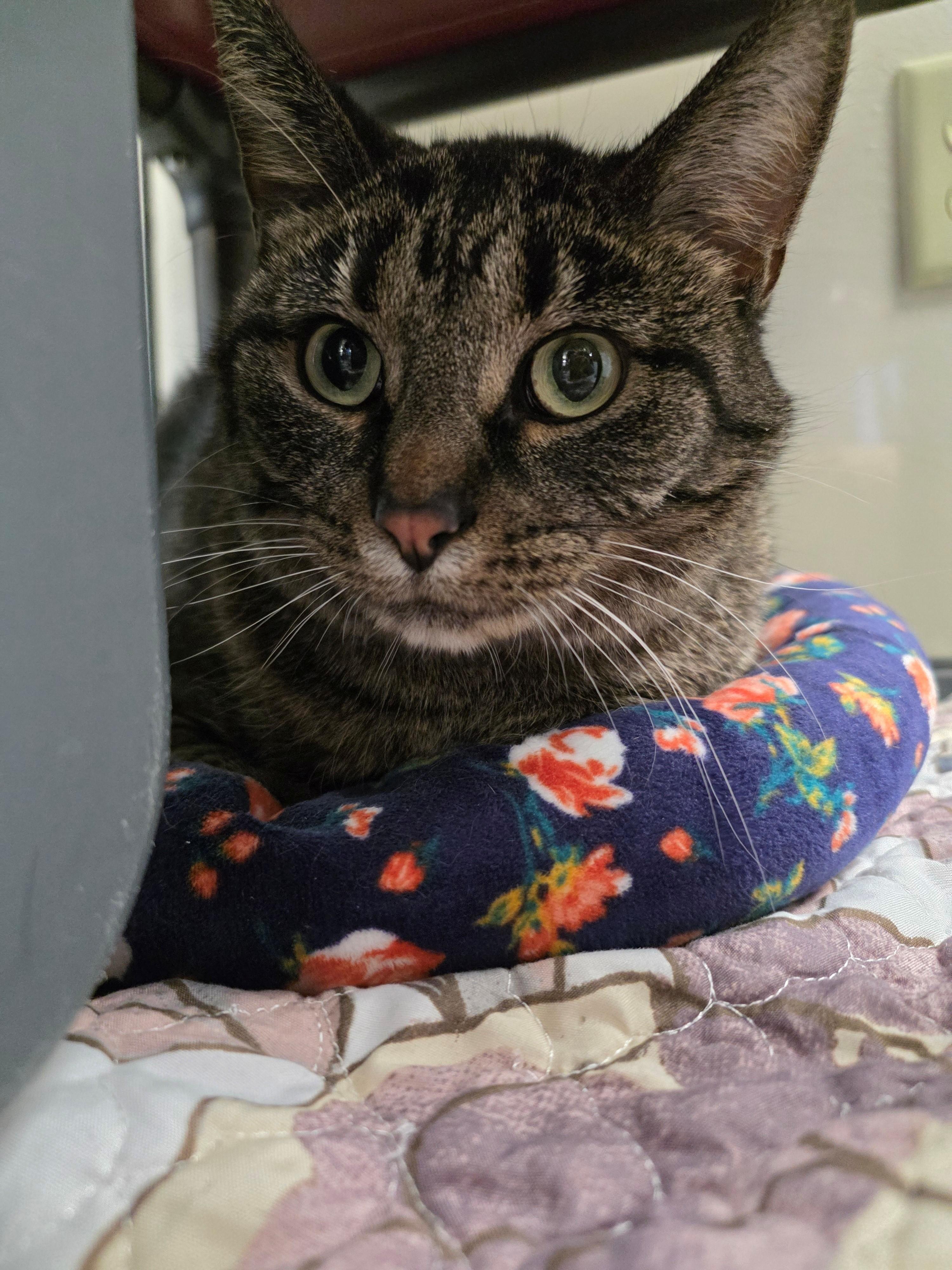 Dorothy Gentle Affectionate