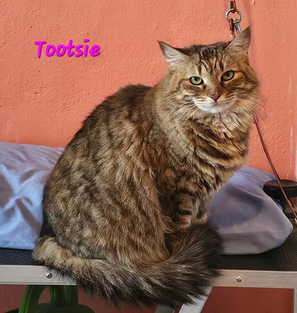 Tootsie