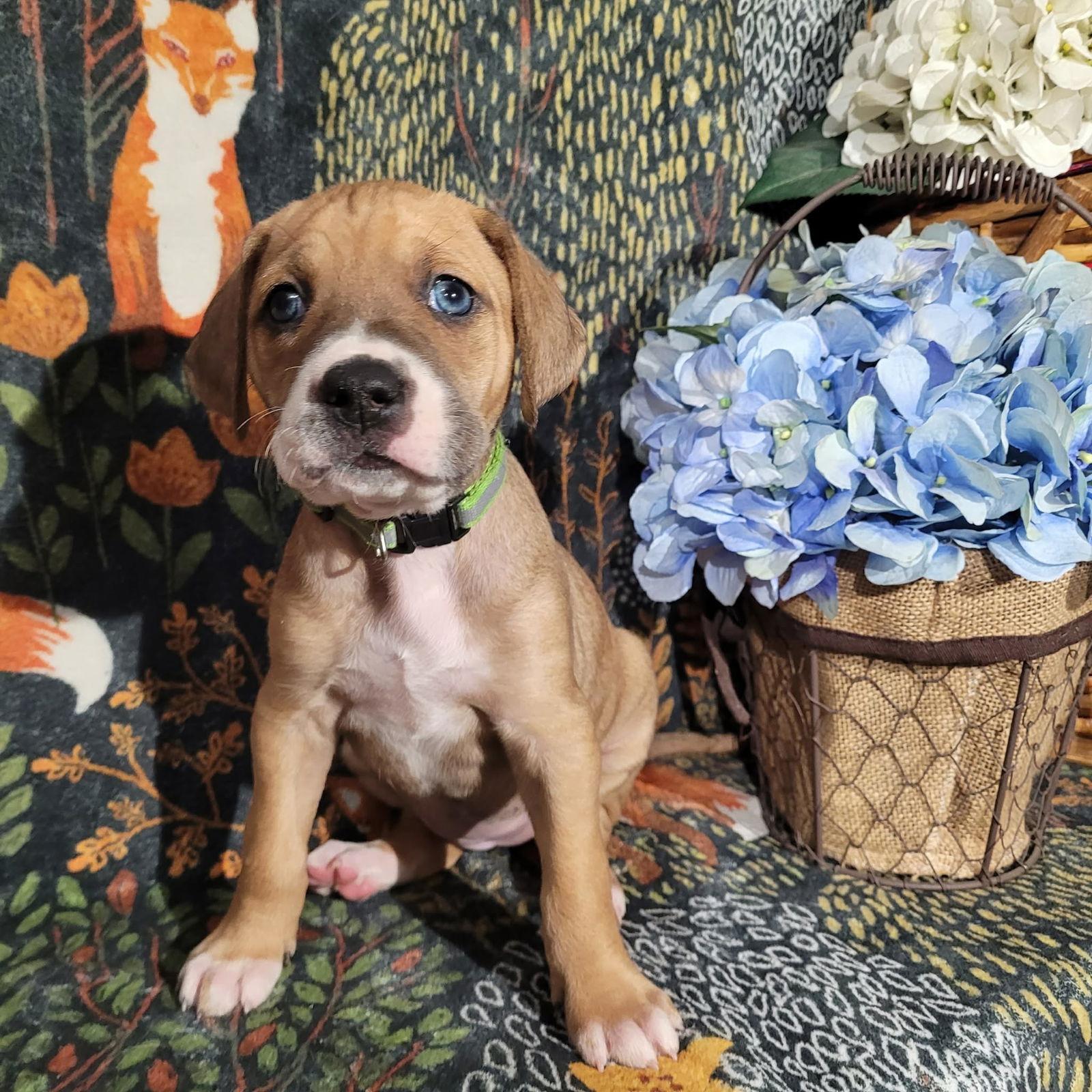 Frost Zelda's Litter