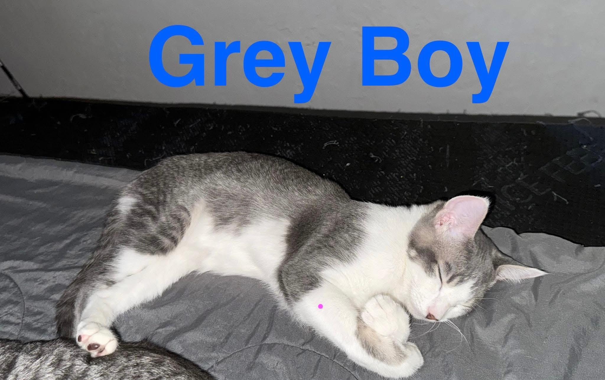 Grey Boy