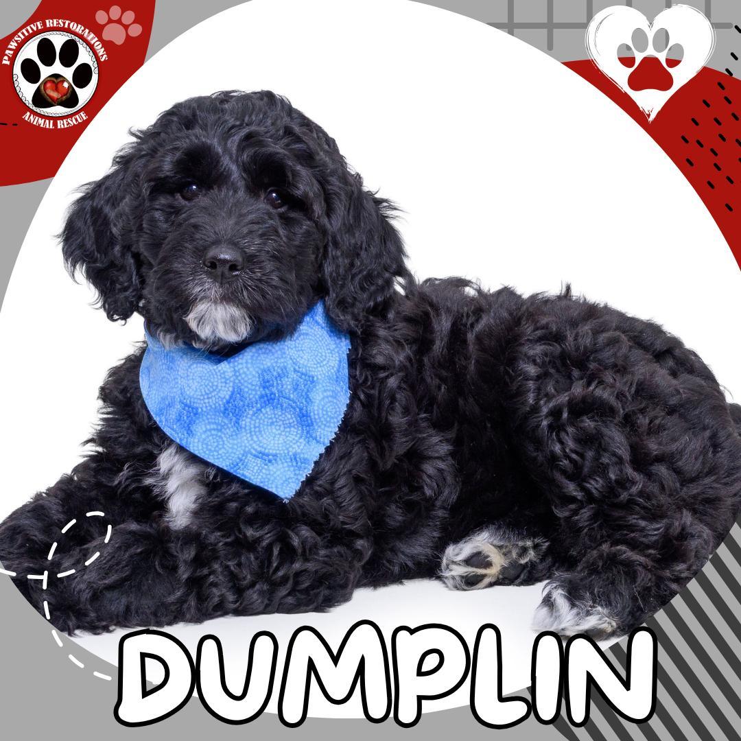 Dumplin