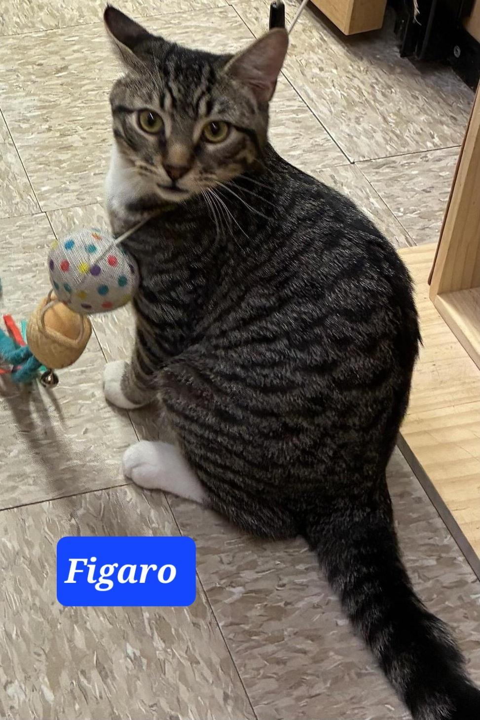 Figaro