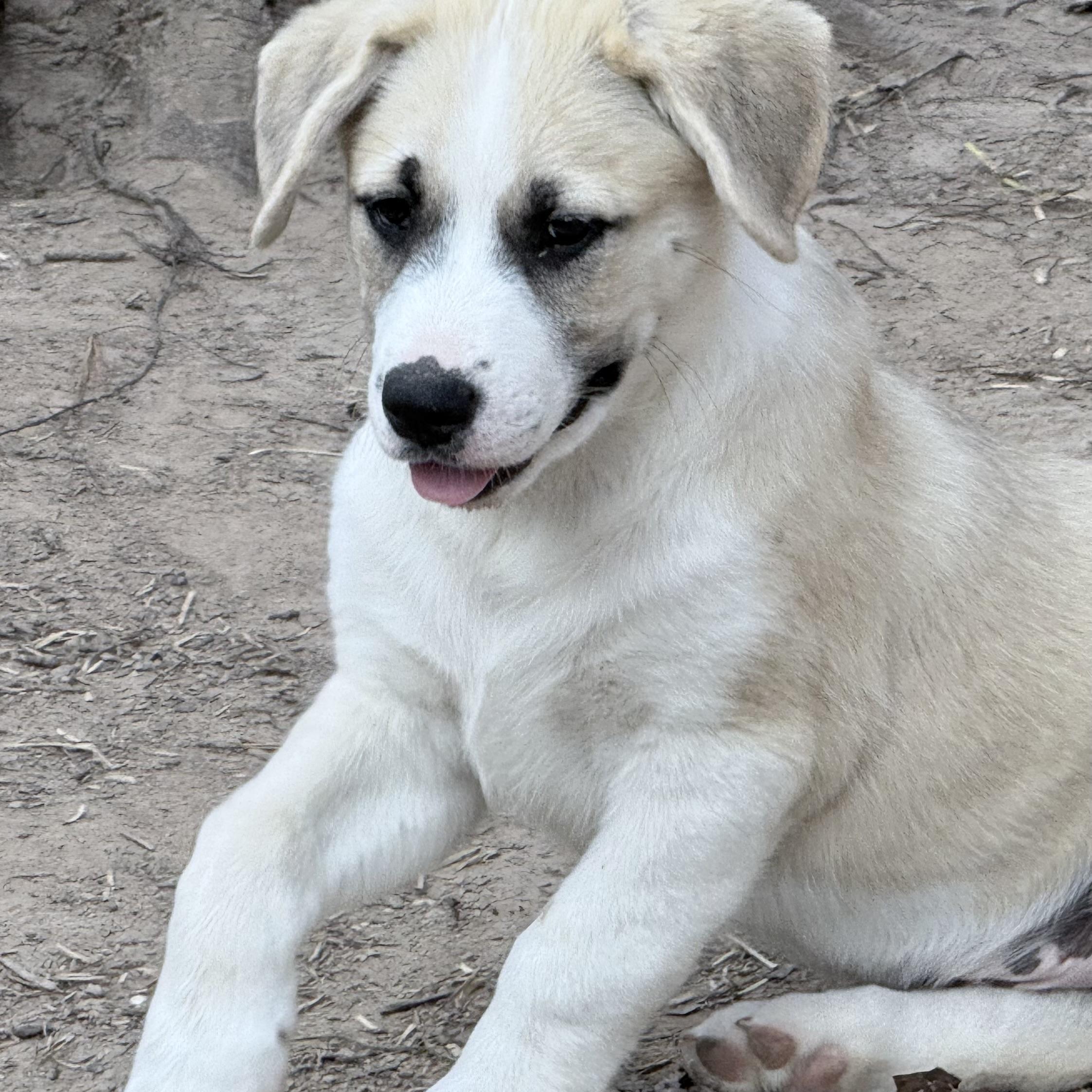 John Lukethe Sweetest Little