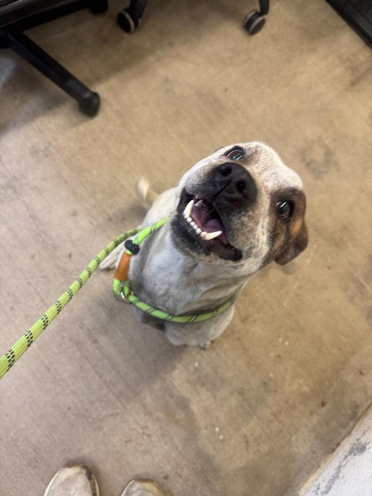 Liviaawaiting Spay Hw+