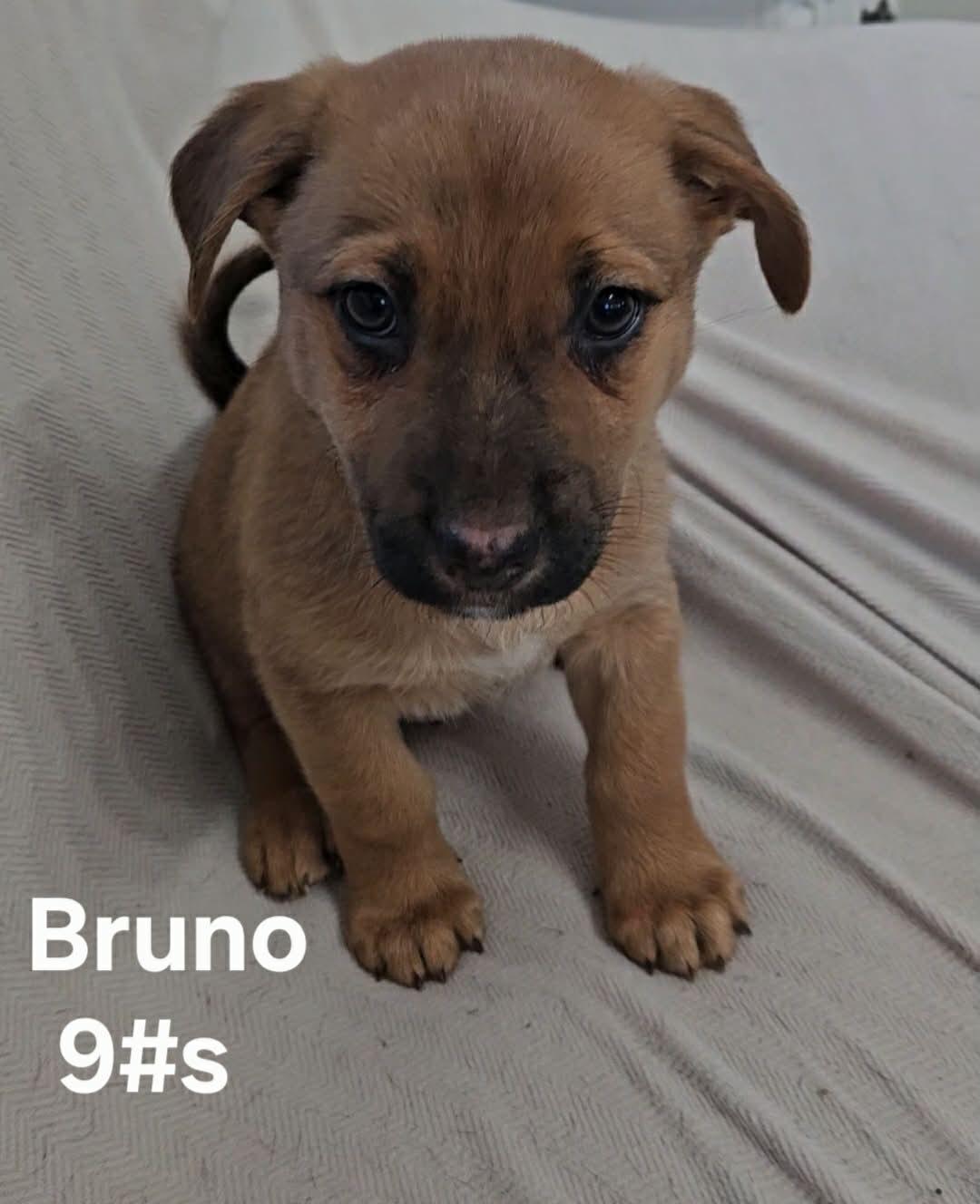 Bruno