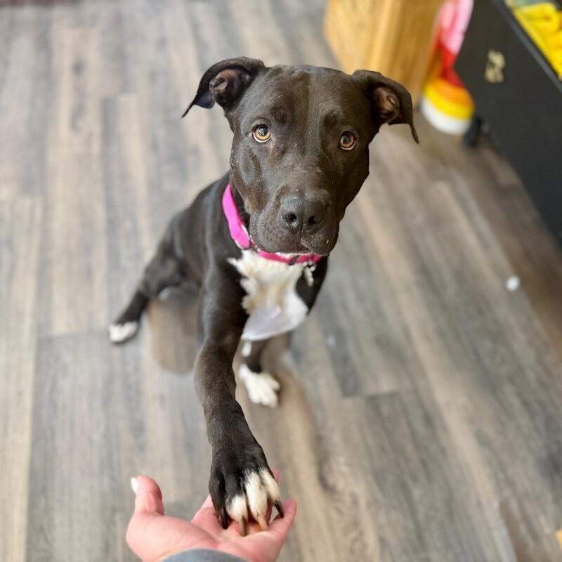 Galinda Gentle Loyal Lowkey