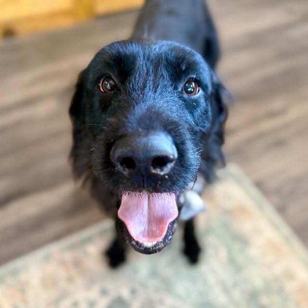 Jet Jethro Black Tie