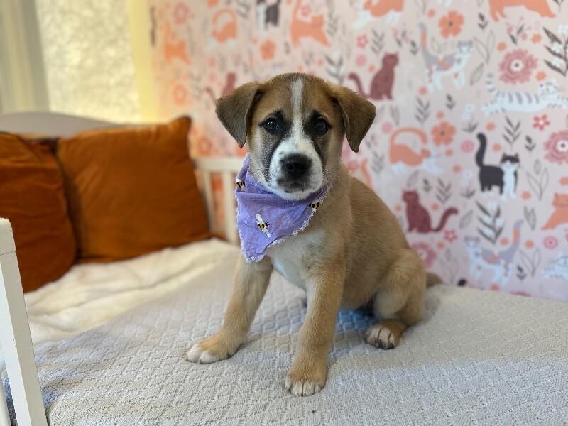 Missy Muffin Buttercup