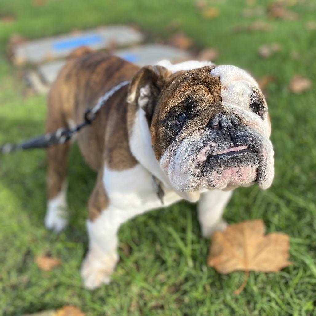 Buster The Bulldog