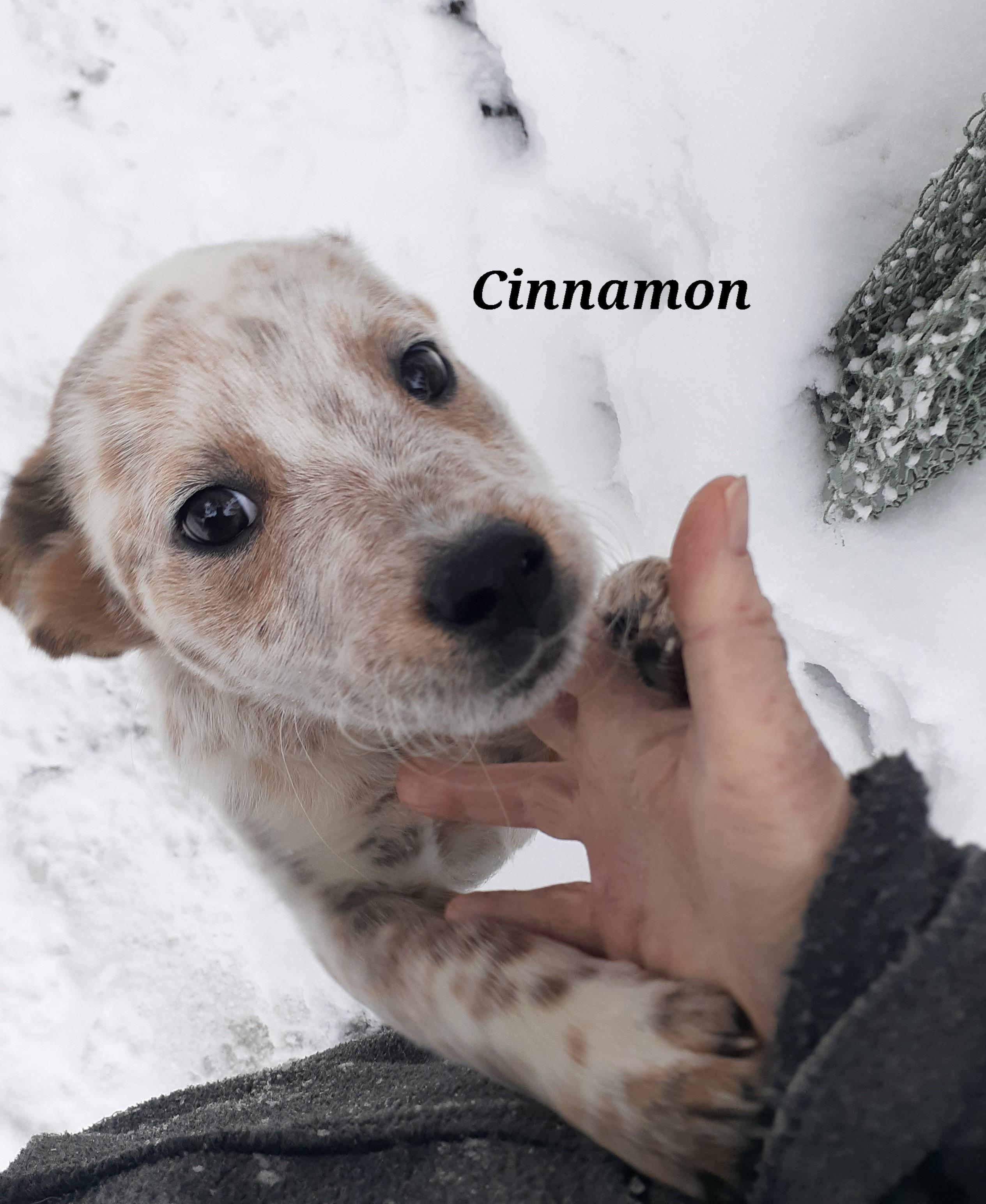 Cinnamon