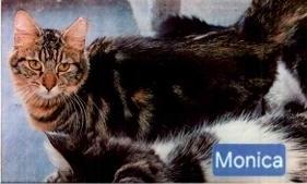Monica