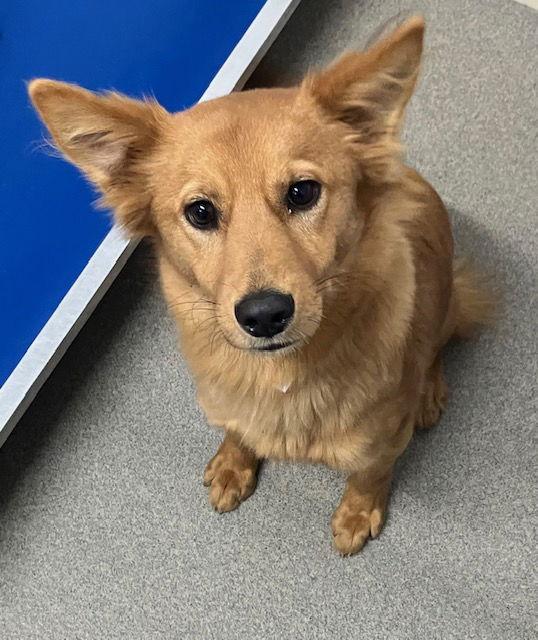 Sunflower Months Ava