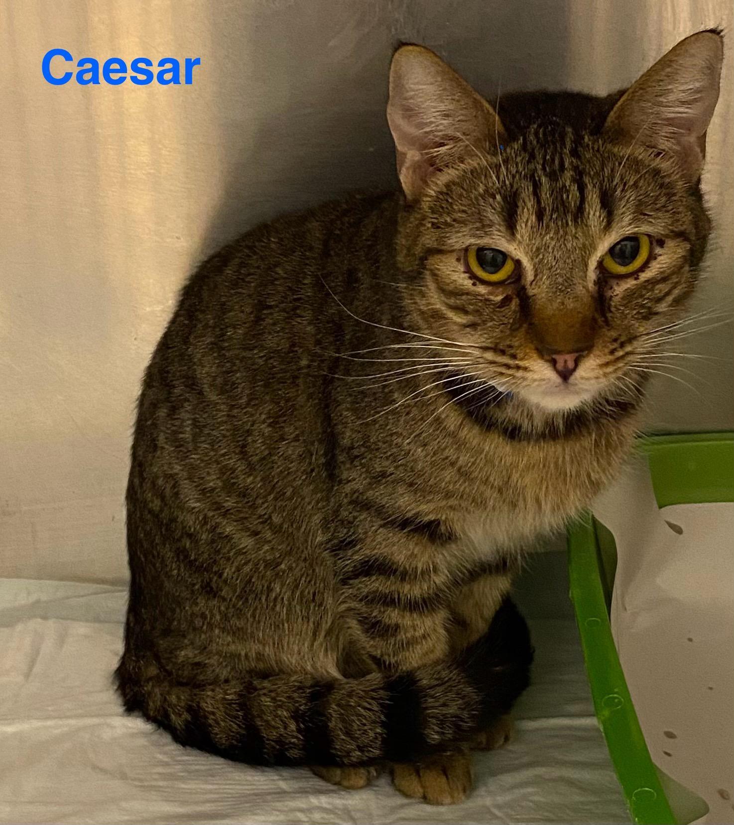Caesar
