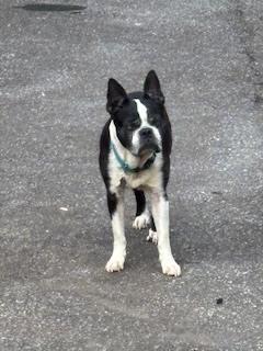 Bella Rosehickory Nc