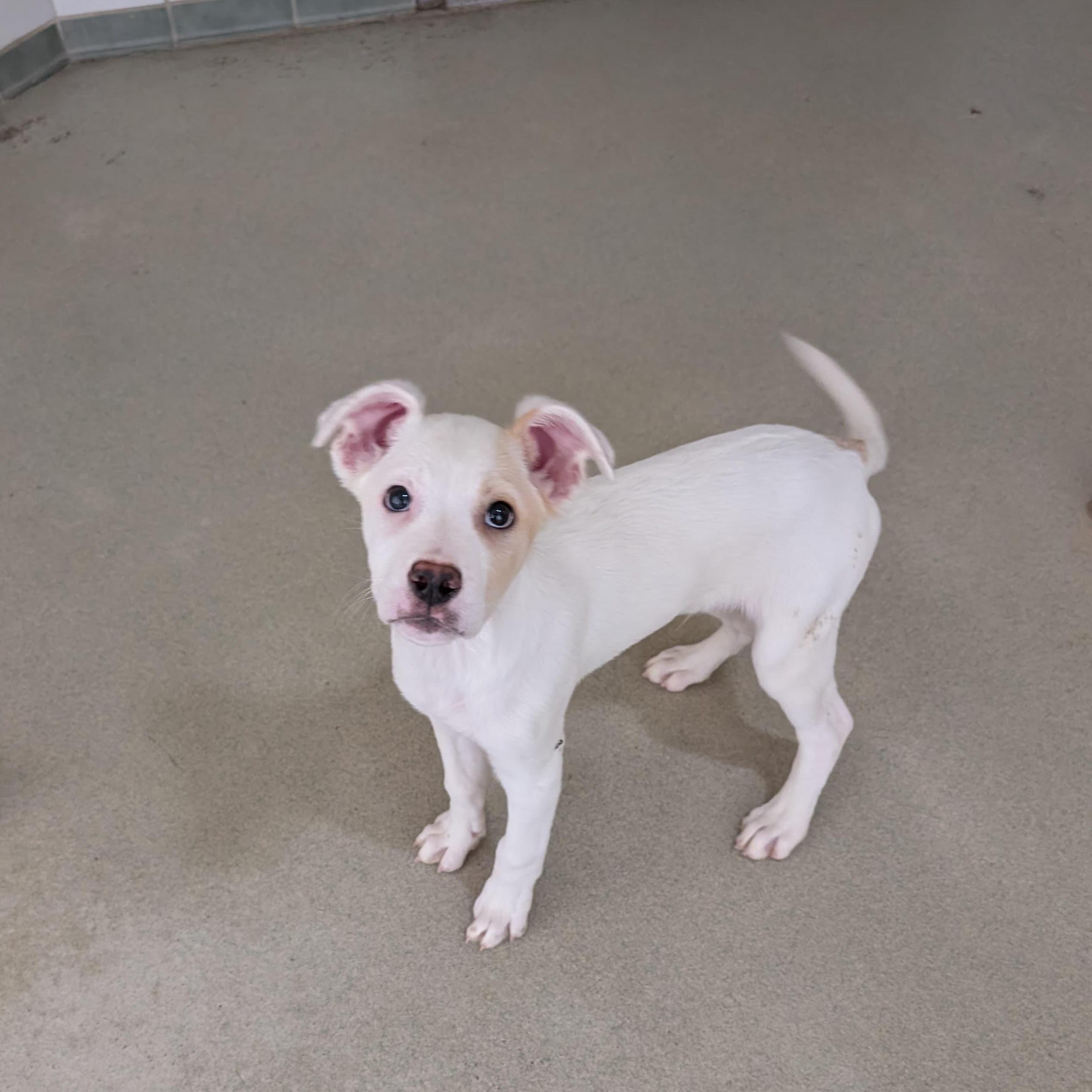 Wrestlemania Puppies