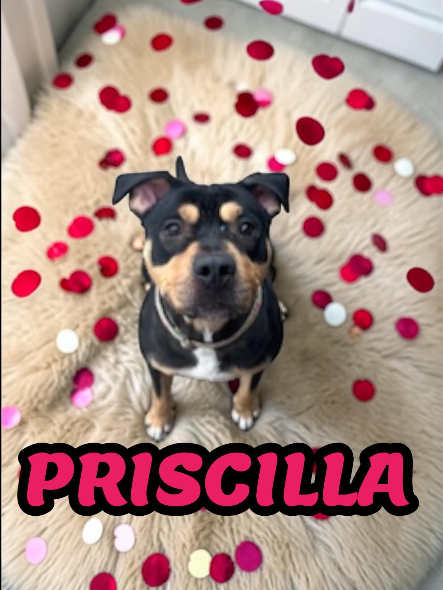 Priscilla