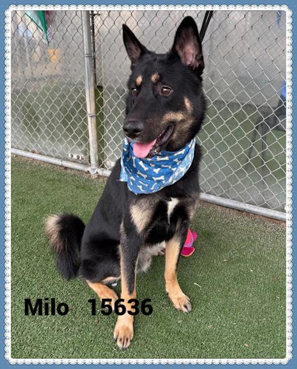 Milo