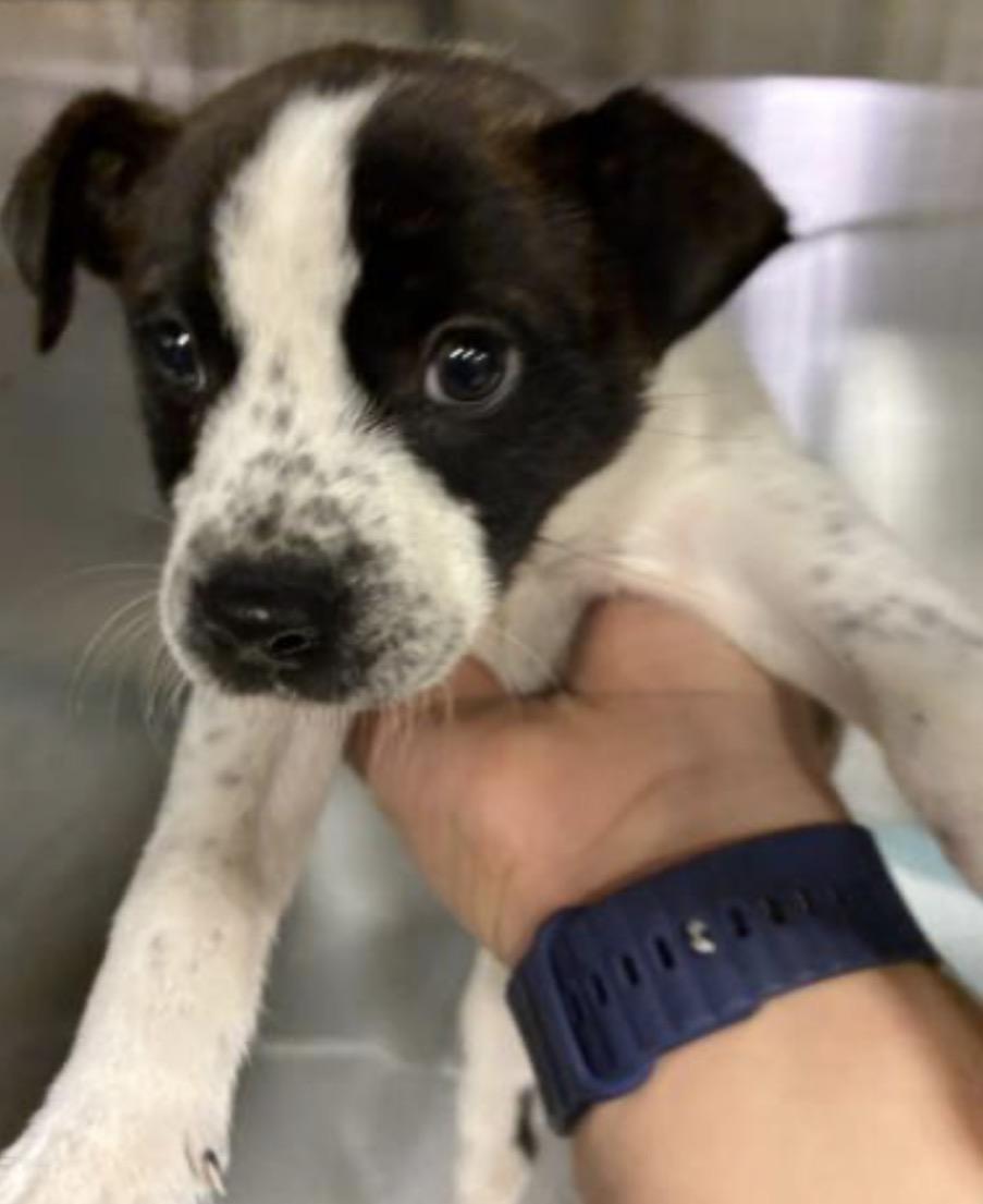 Nini Urgent! Longtime