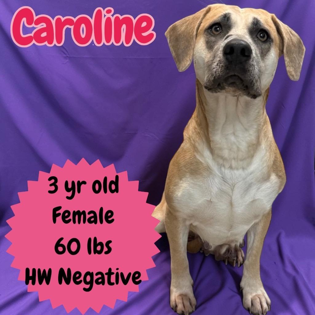 Caroline