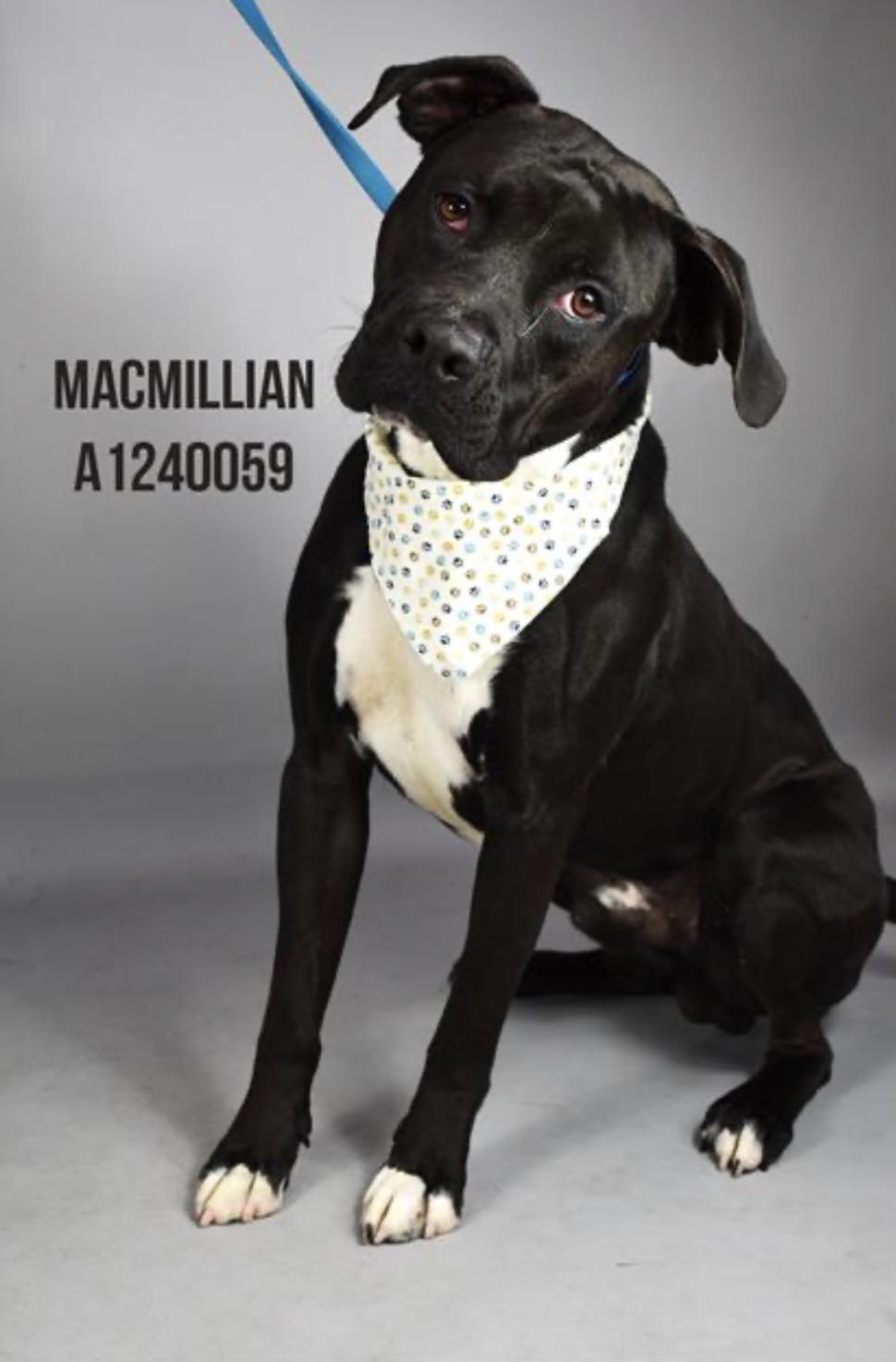 Mackmillan Urgent!