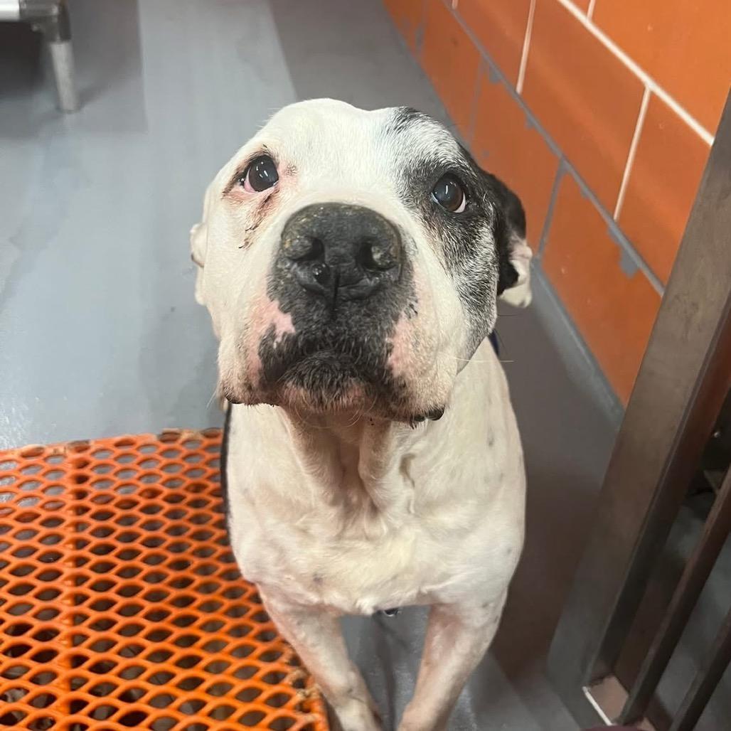 Izzy ~ Coming Soon!!!