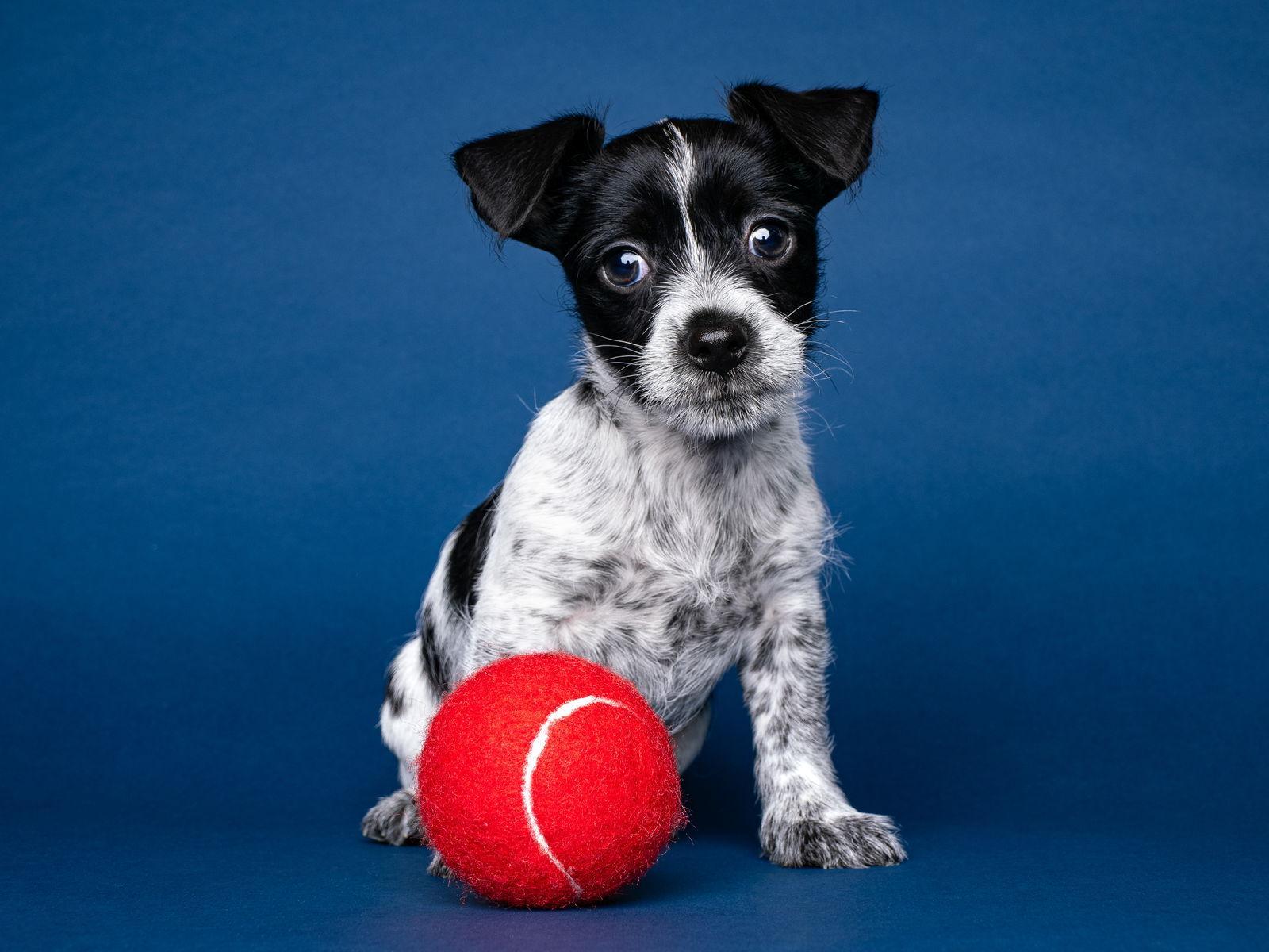 Sushi: Wasabi photo 1