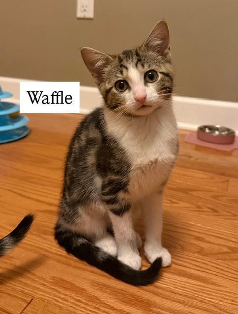 Wafflec