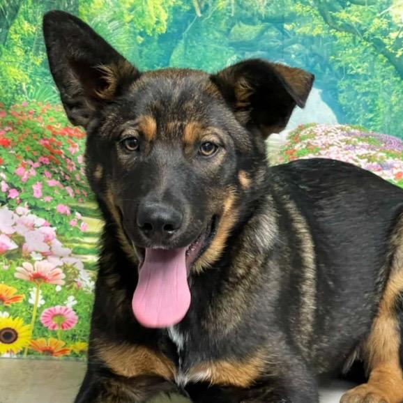 Super Mario Princess Peach