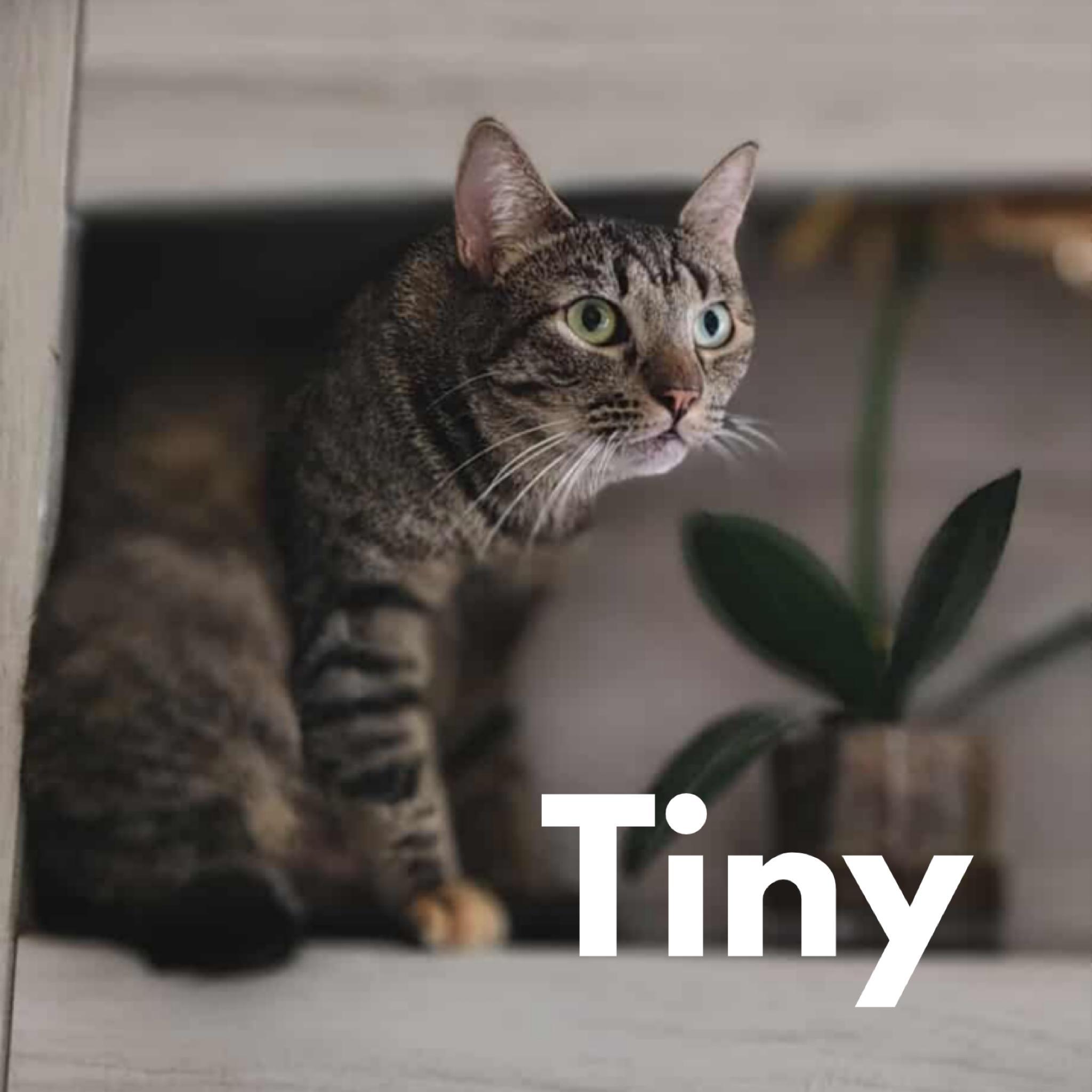 Tiny