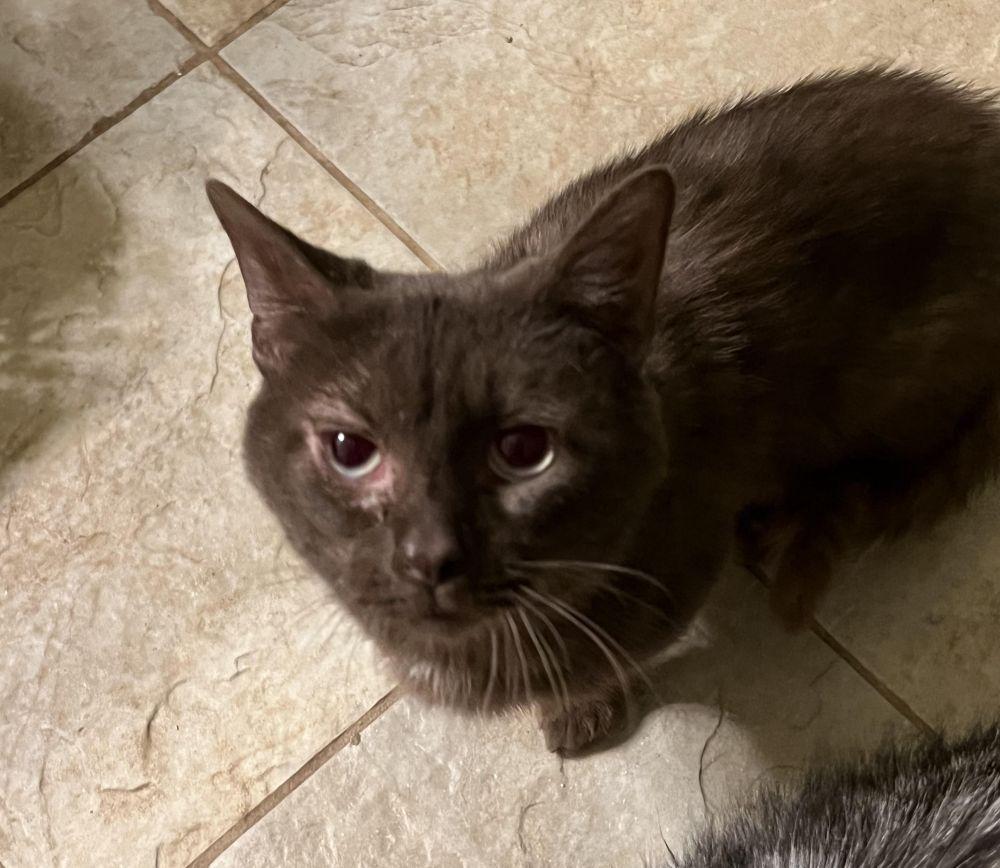 Chocolate Rare Gorgeous