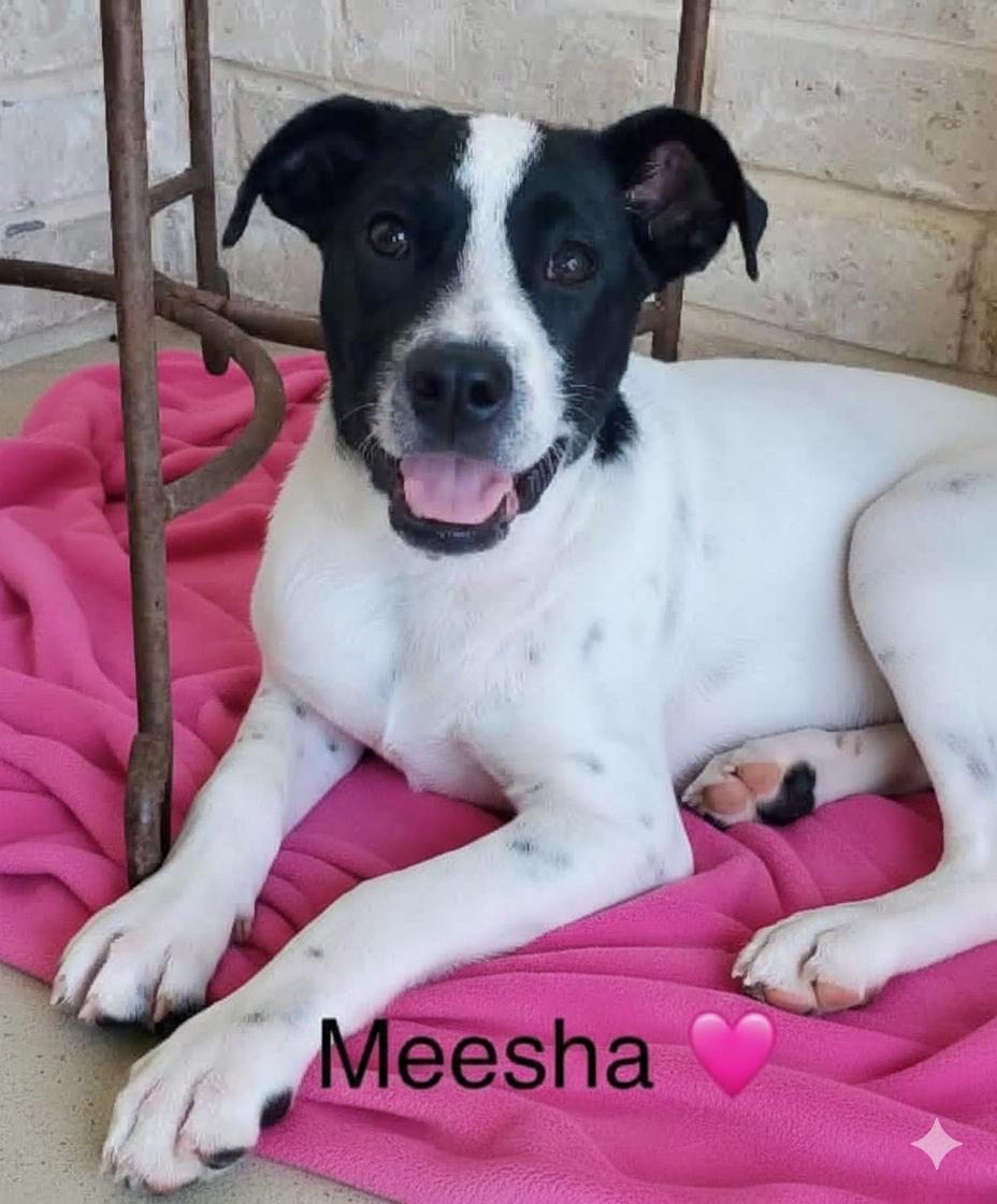 Meesha