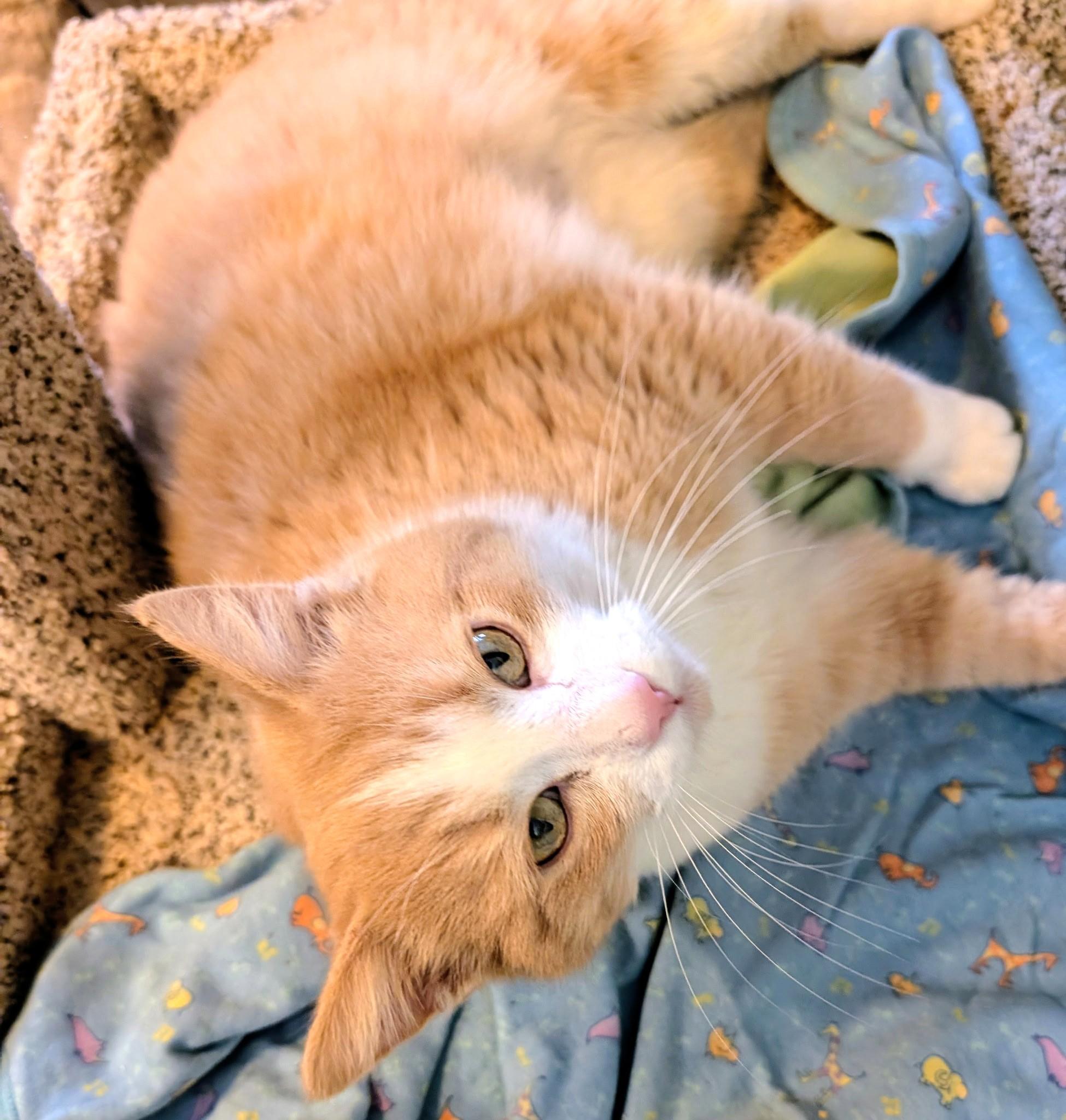 Cheeto: Big Lovable Chonk!