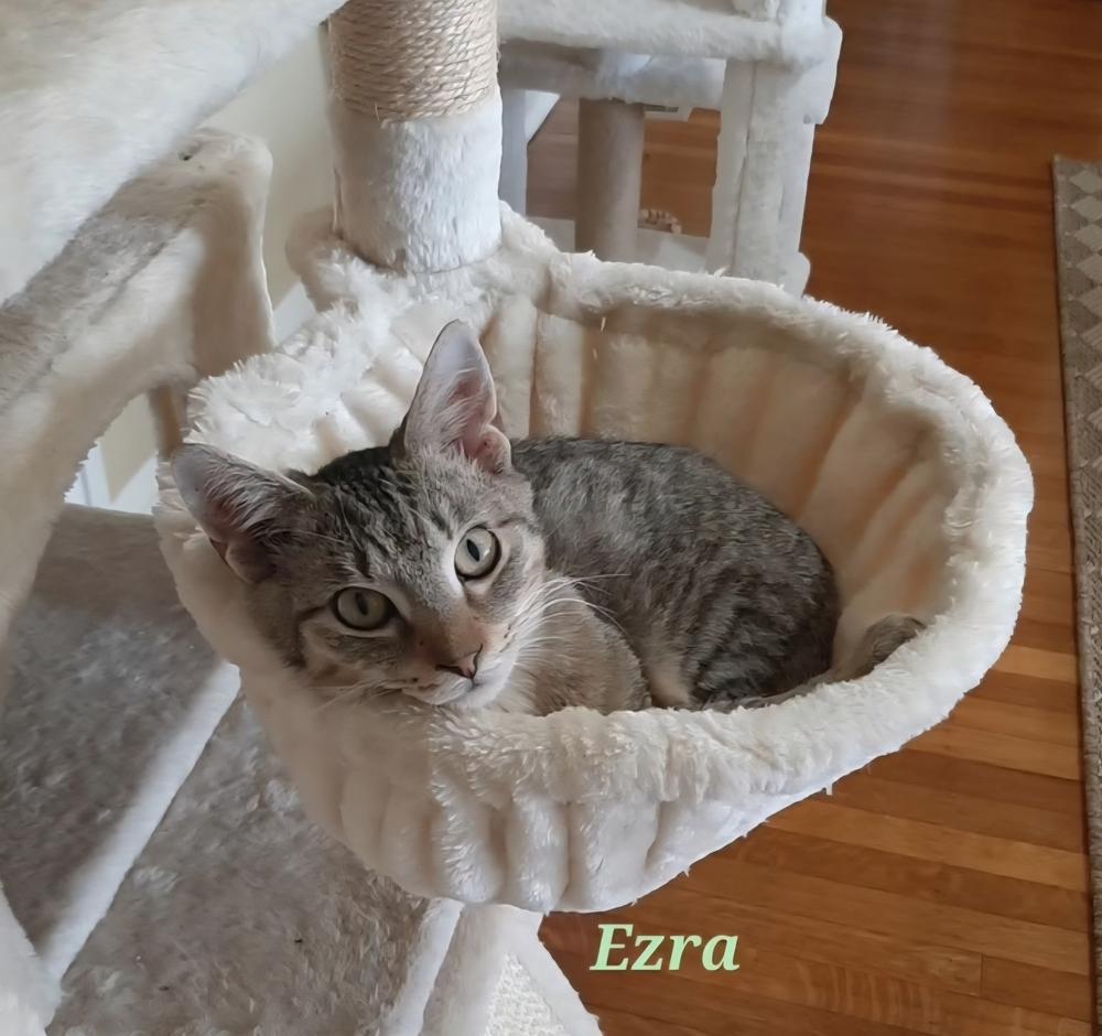 Ezra