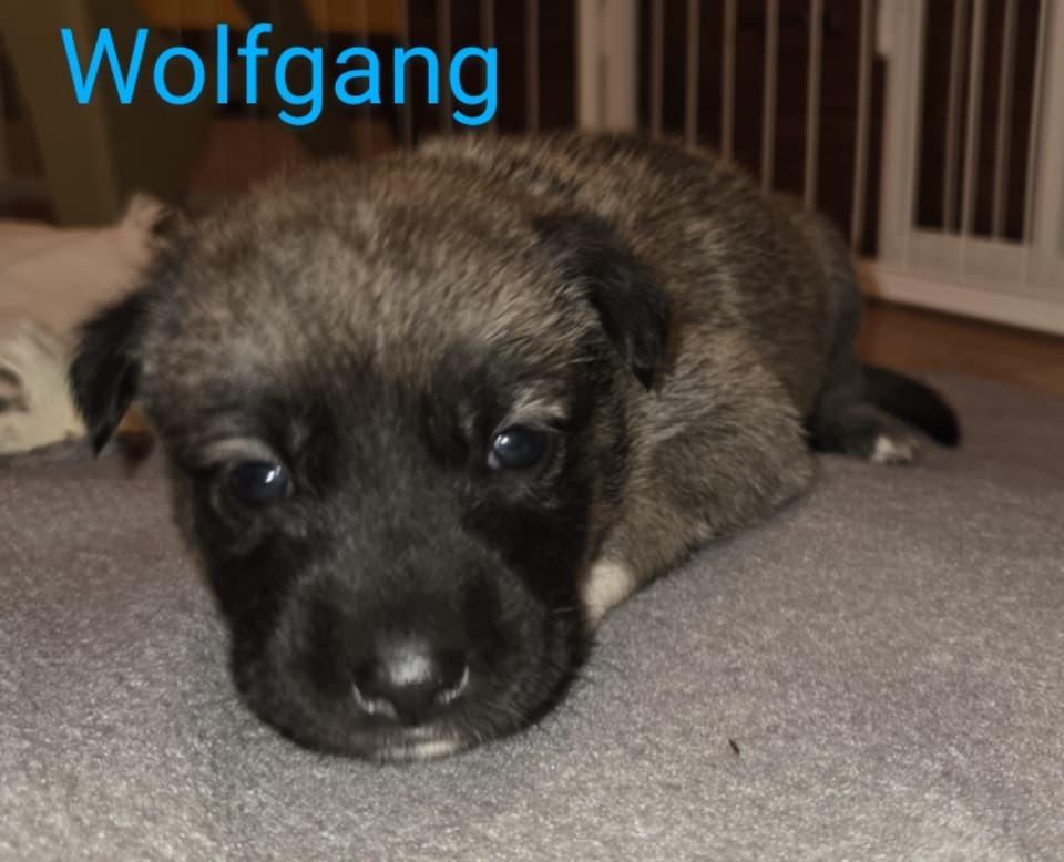Wolfgang $