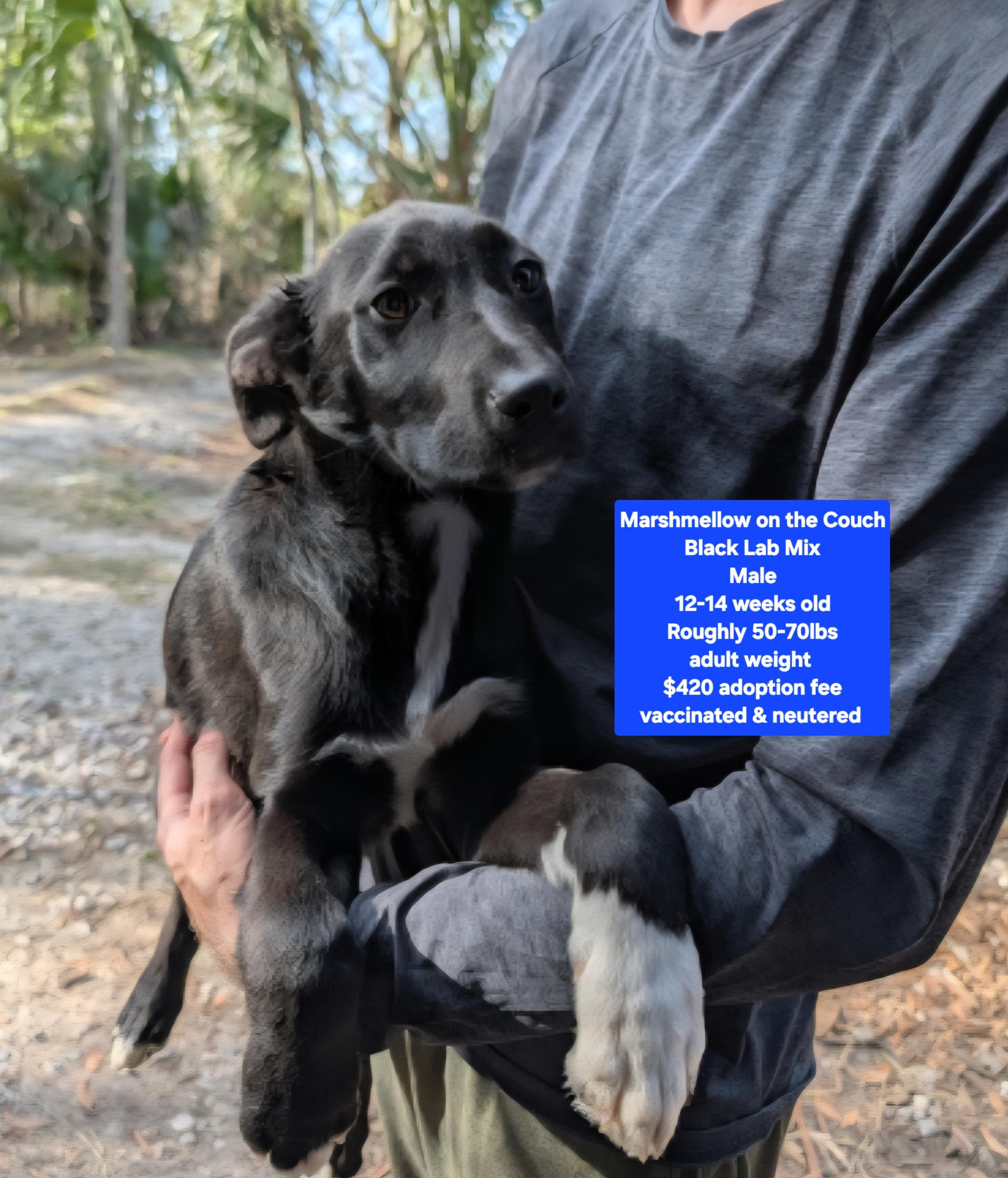 Marshmallow On The Couch