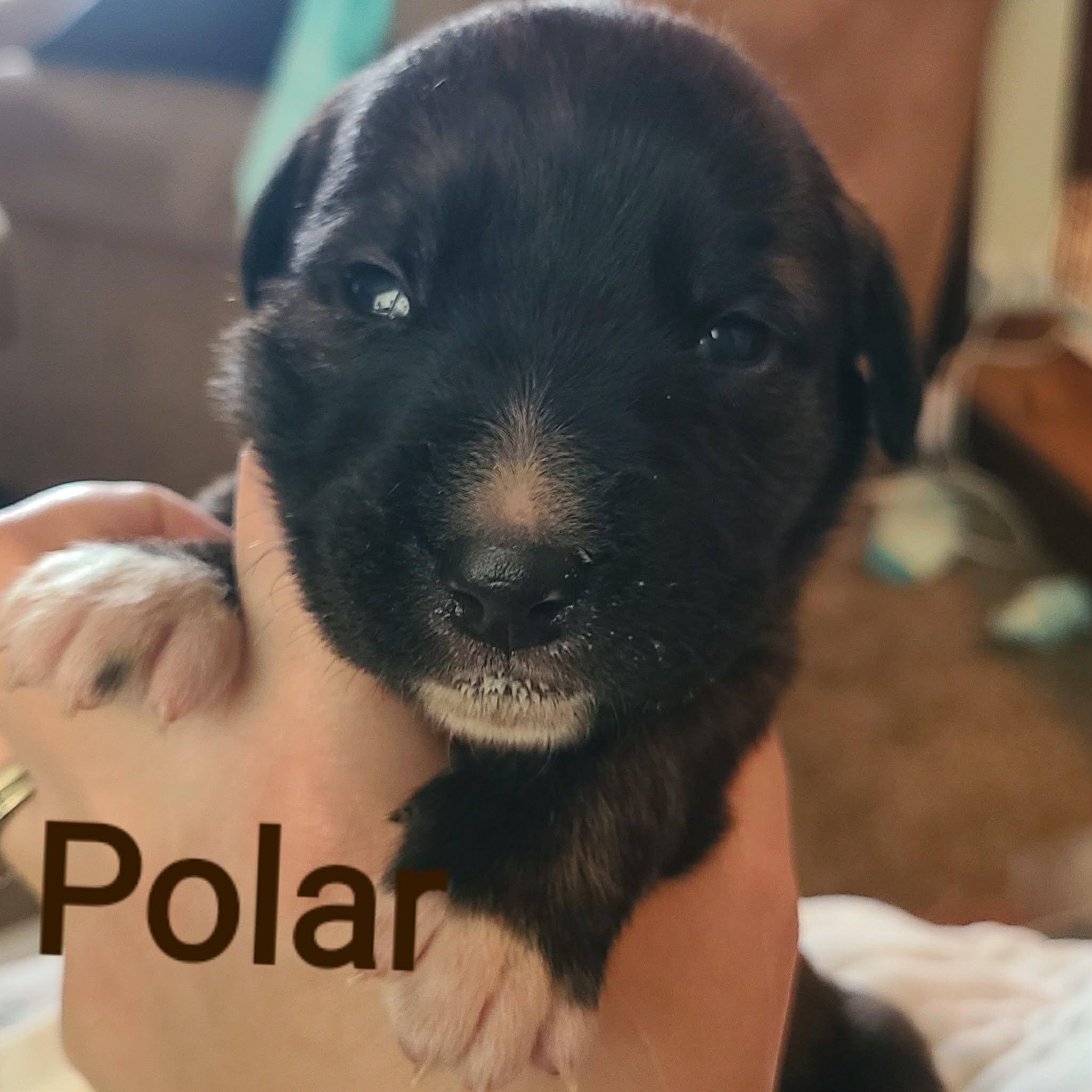 Polar