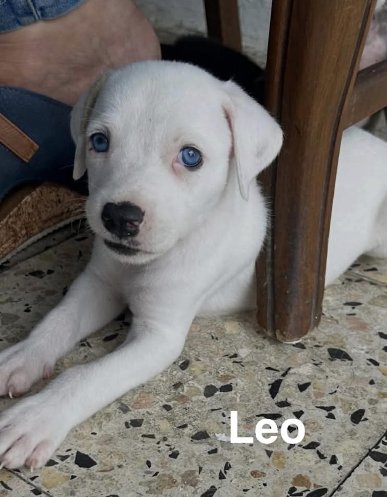 Leo