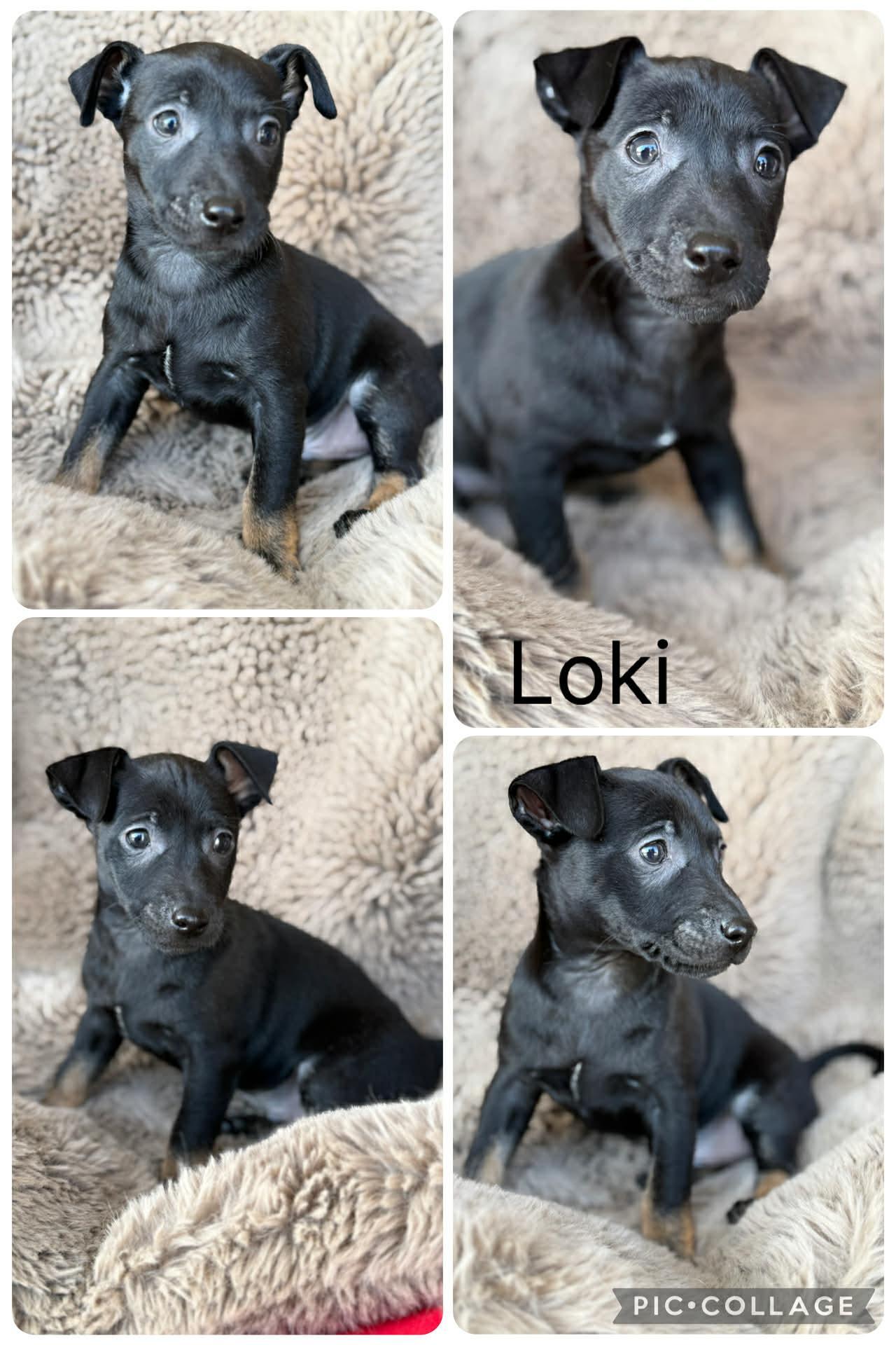 Loki