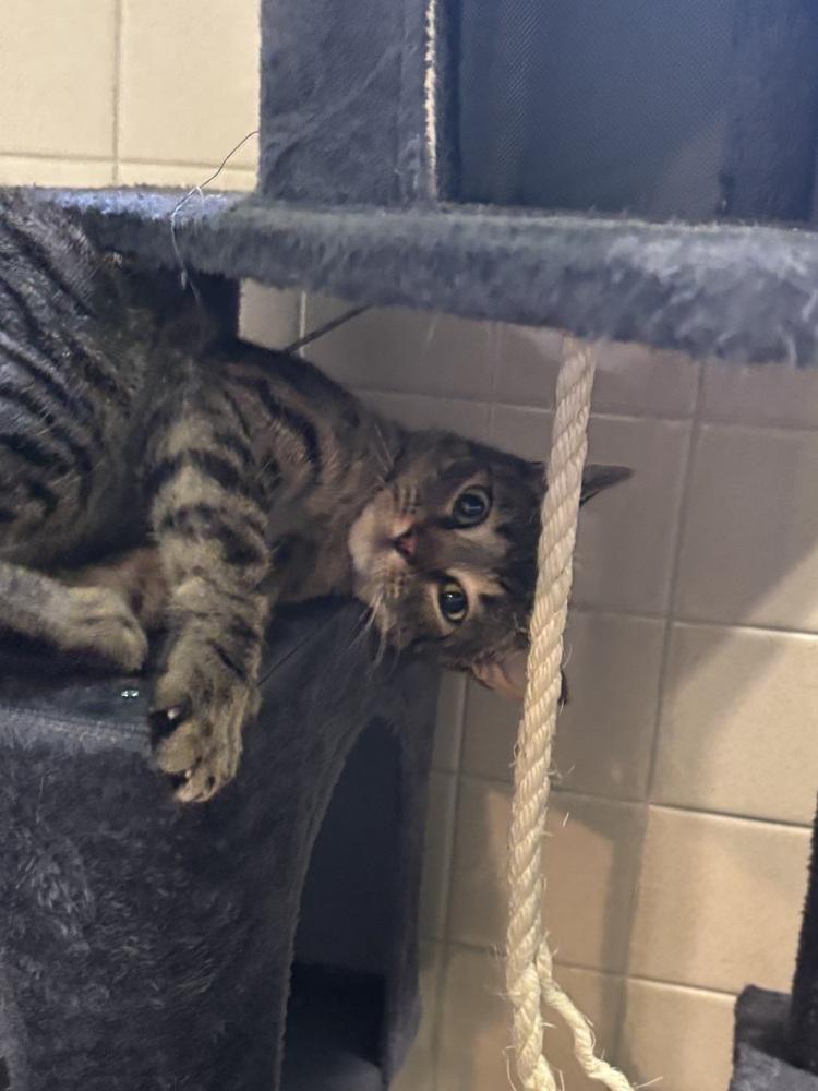 Bond Girl: Camille Montes