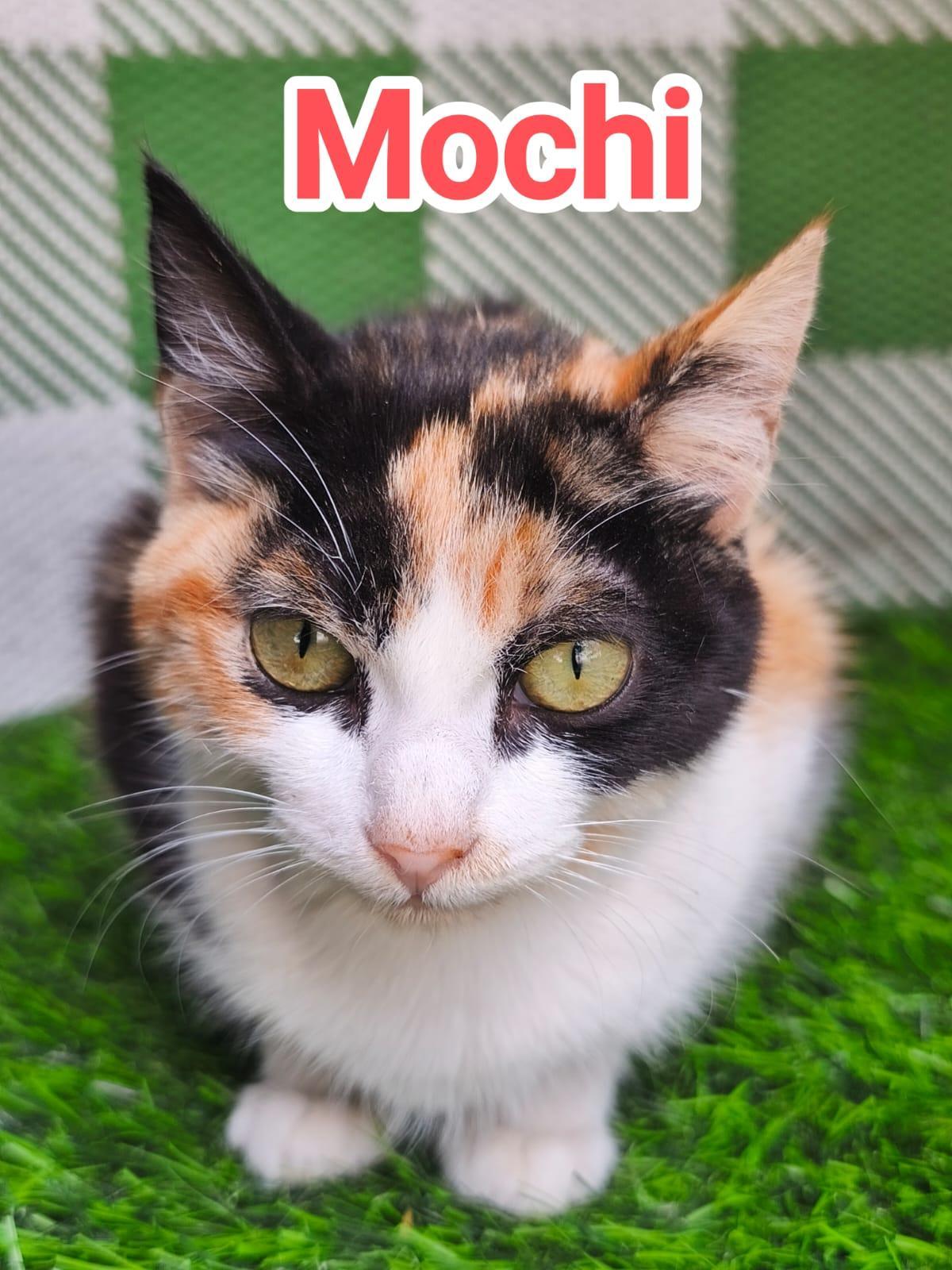 Mochi