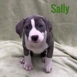 Sally