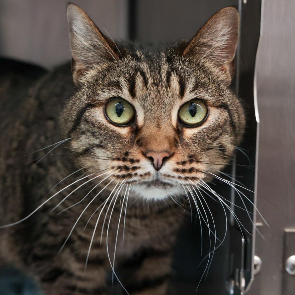 Madge The Magnificent