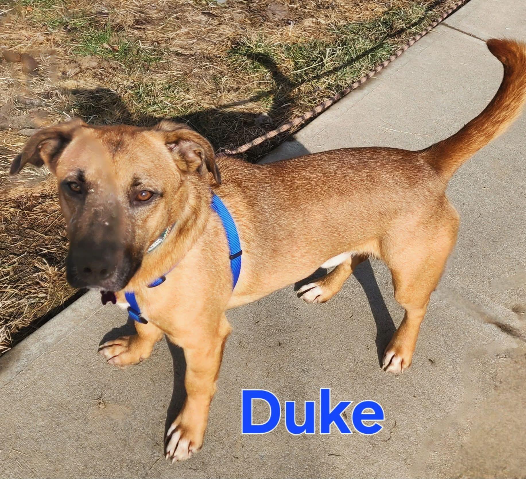Duke