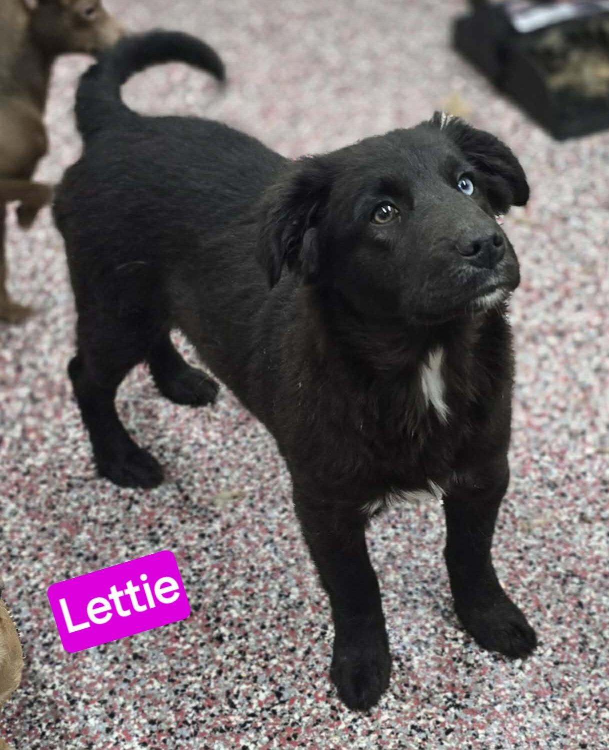 Lettie