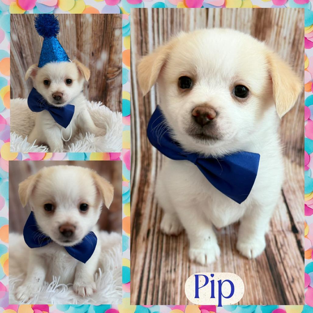 The Littles: Pip