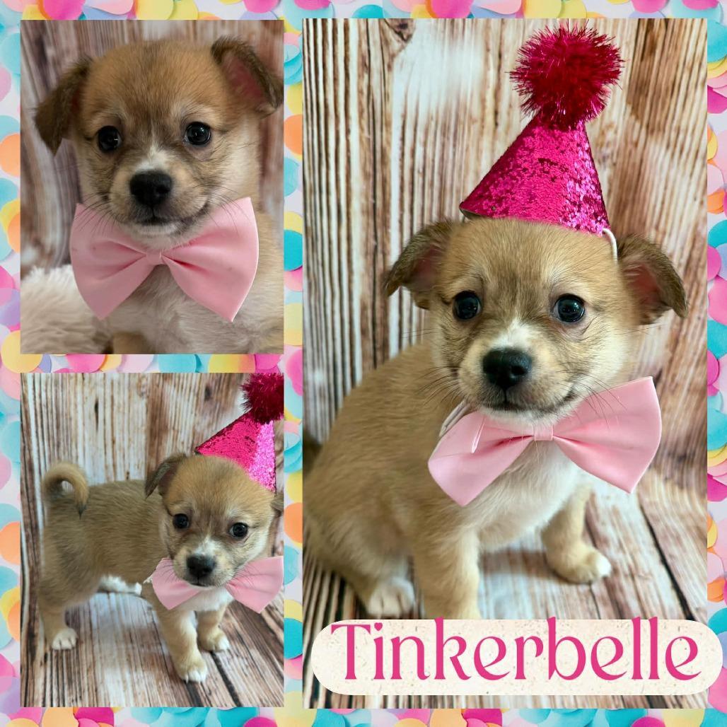 The Littles: Tinkerbelle