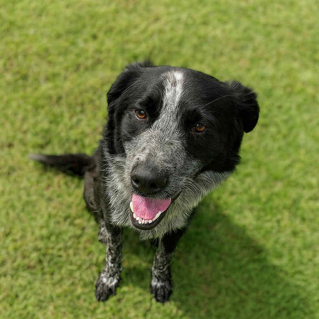 Captain Jack Sparrow D