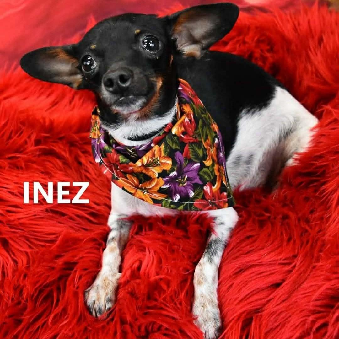 Inez