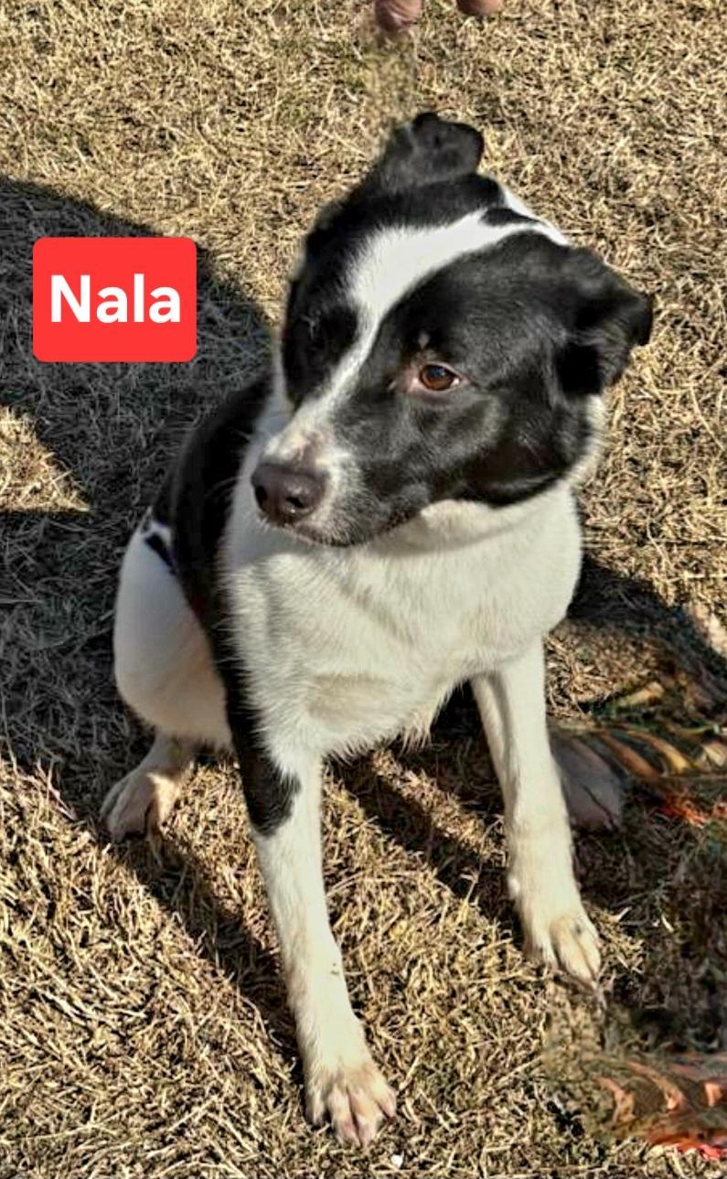 Nala photo 1