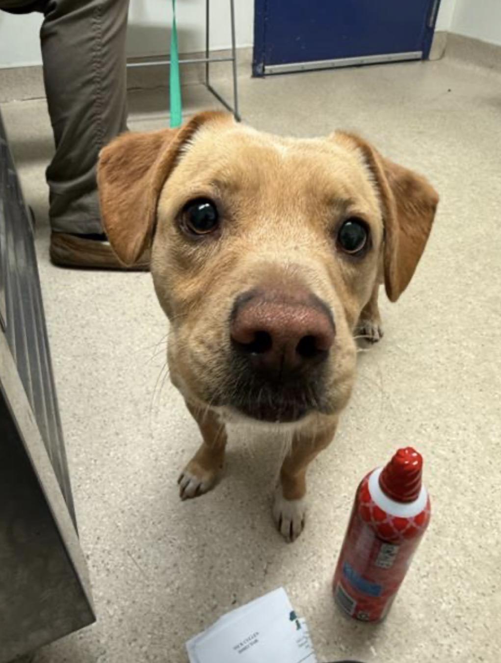 Pablo Urgent! Longtime